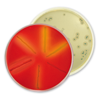 listeria spp. detection, enumeration and confirmation with bioMérieux chromogenic culture media