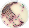 ASAP: chromogenic culture media for Salmonella rapid detection