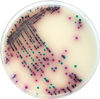 沙门菌 — 显色培养基