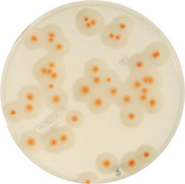 指标菌计数显色培养基